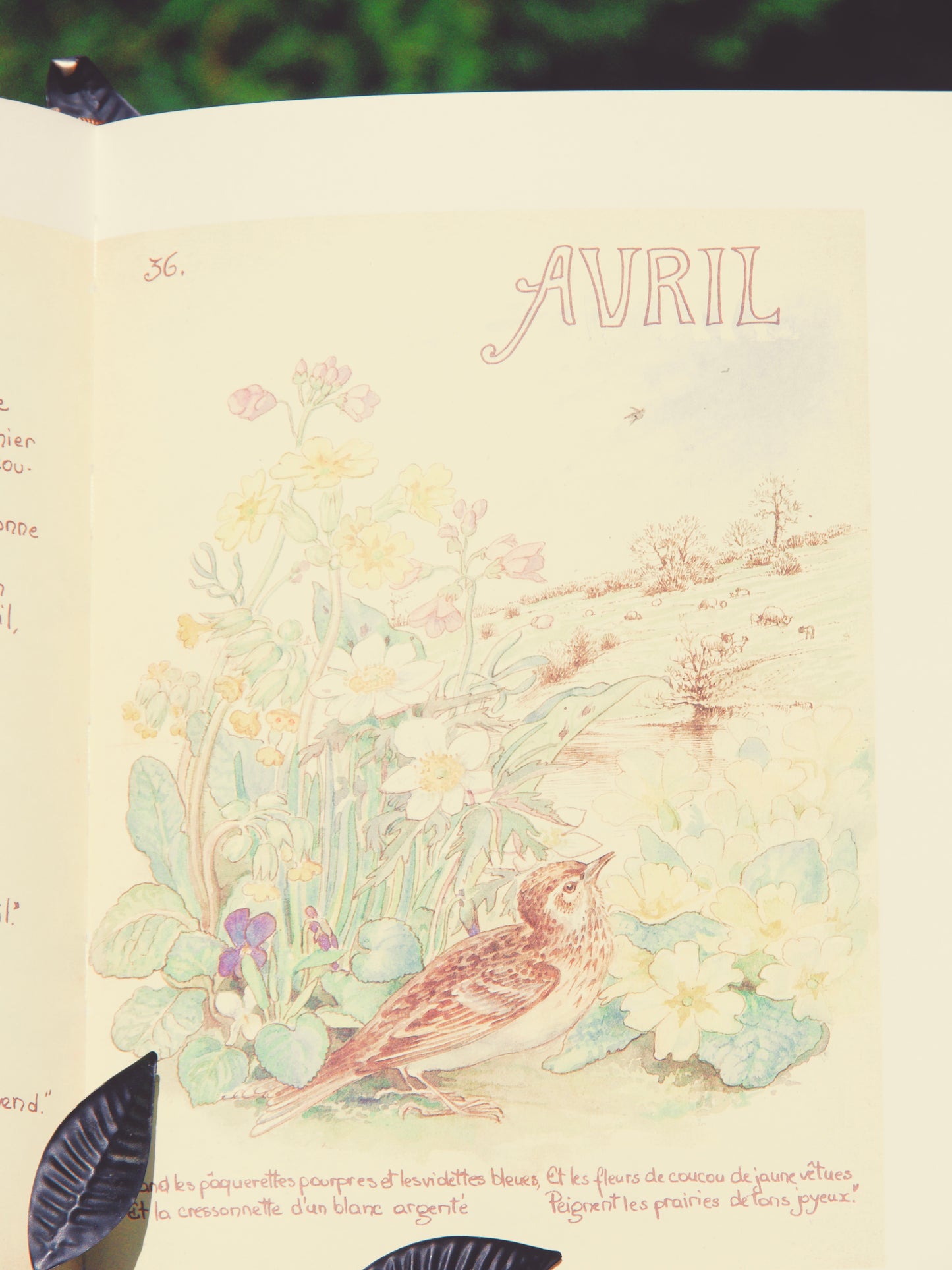 Journal champĂŞtre d'Edith Holden