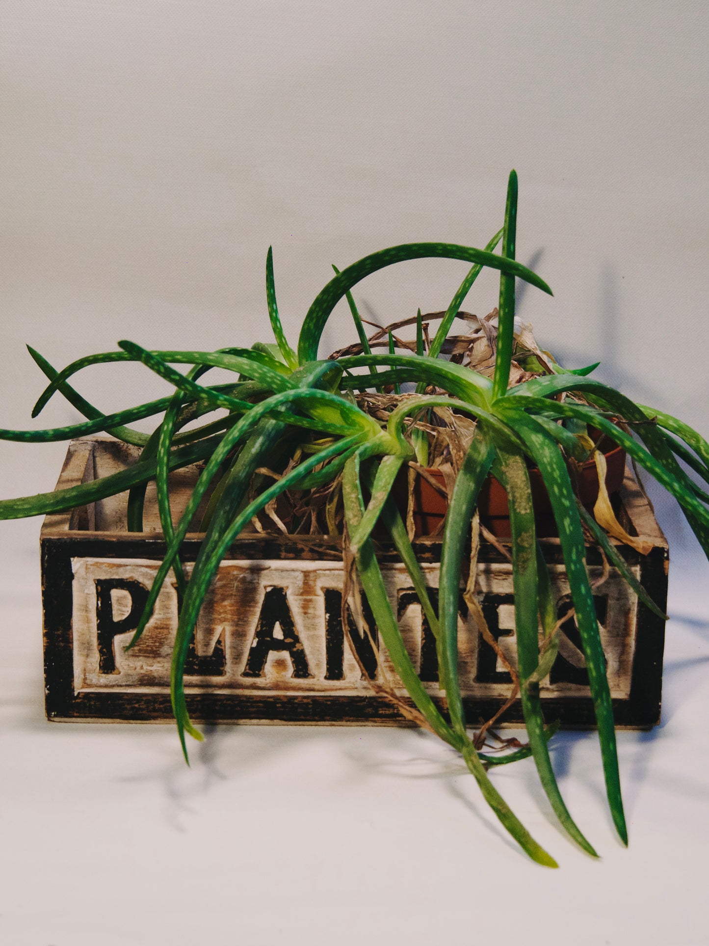 Caisse en bois "Plantes"