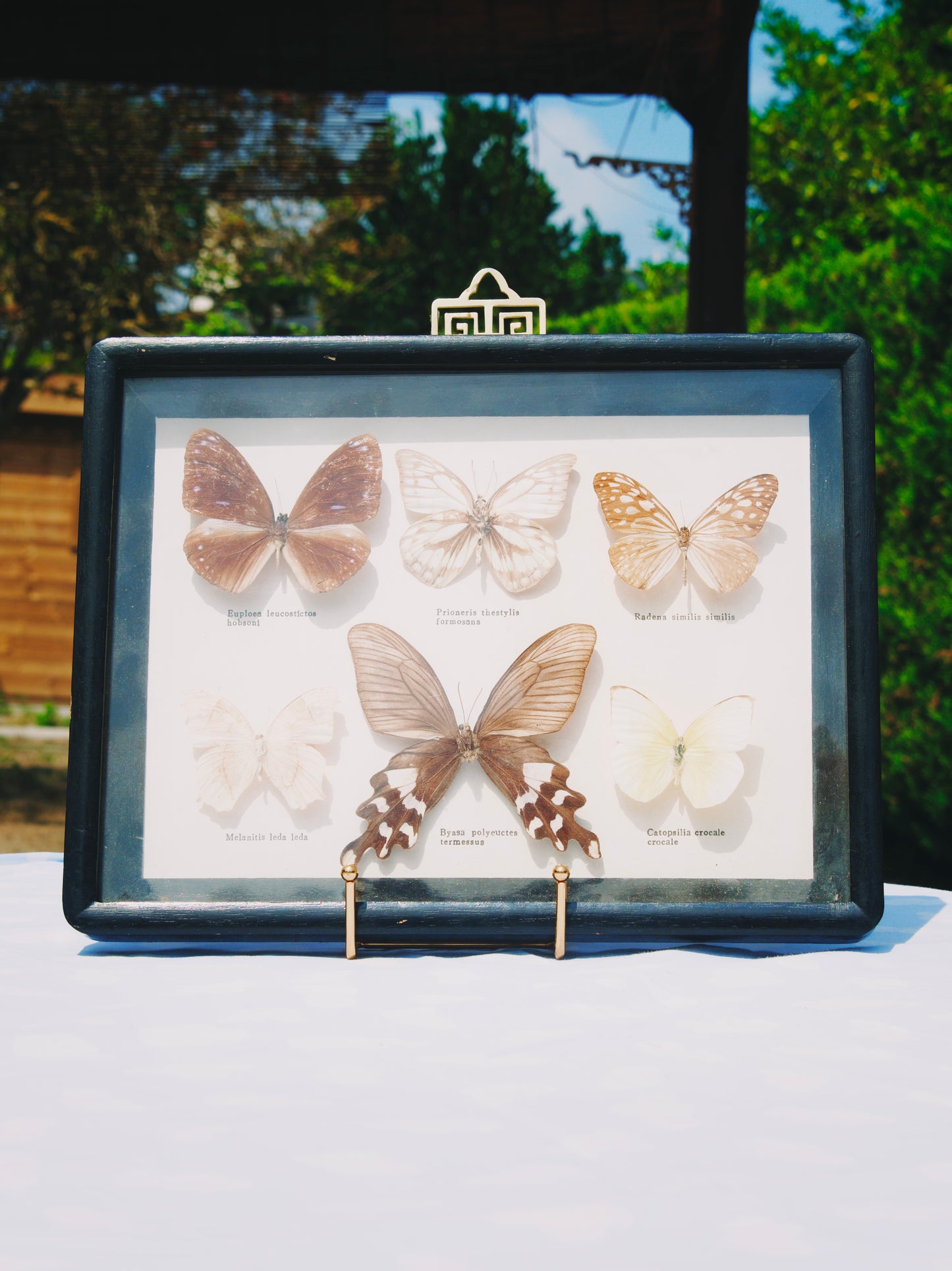 cadre entomologique vintage - Herbier de 6 papillons naturalisés sous verre