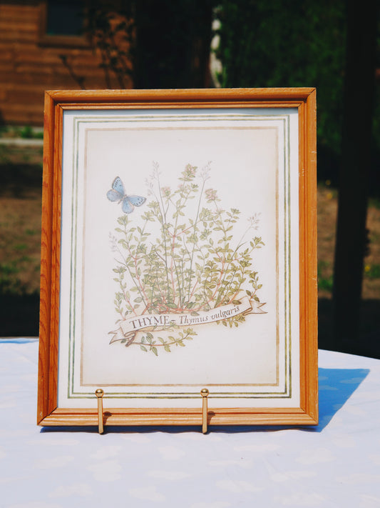 Cadre botanique vintage – Illustration « Thyme - Thymus vulgaris » sous verre