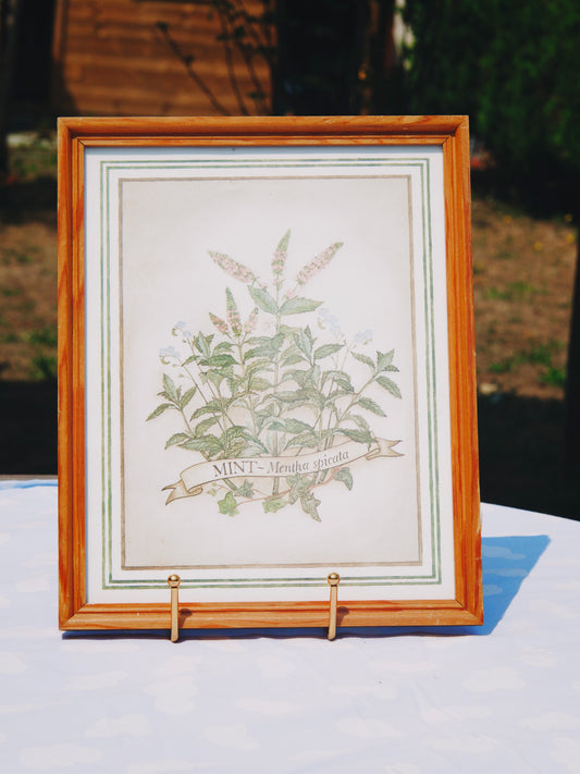 Cadre botanique vintage – Illustration « Mint - Mentha spicata » sous verre