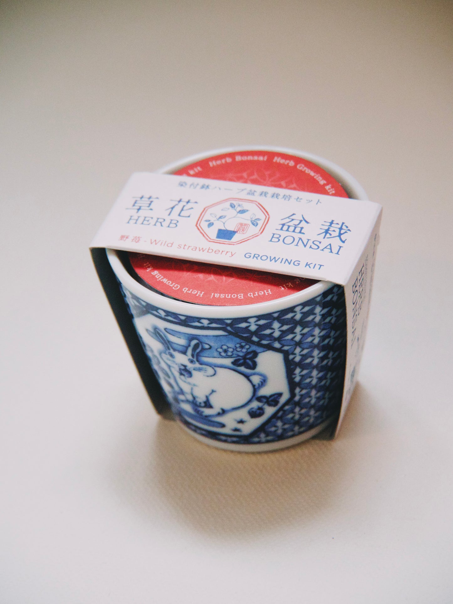 Kit Bonzai à faire pousser